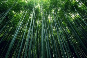 bamboo, Trees