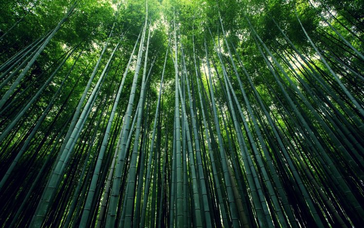 bamboo, Trees HD Wallpaper Desktop Background