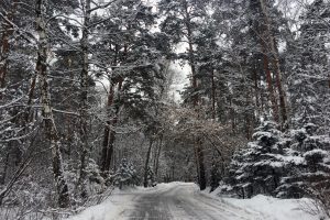 snow, Trees