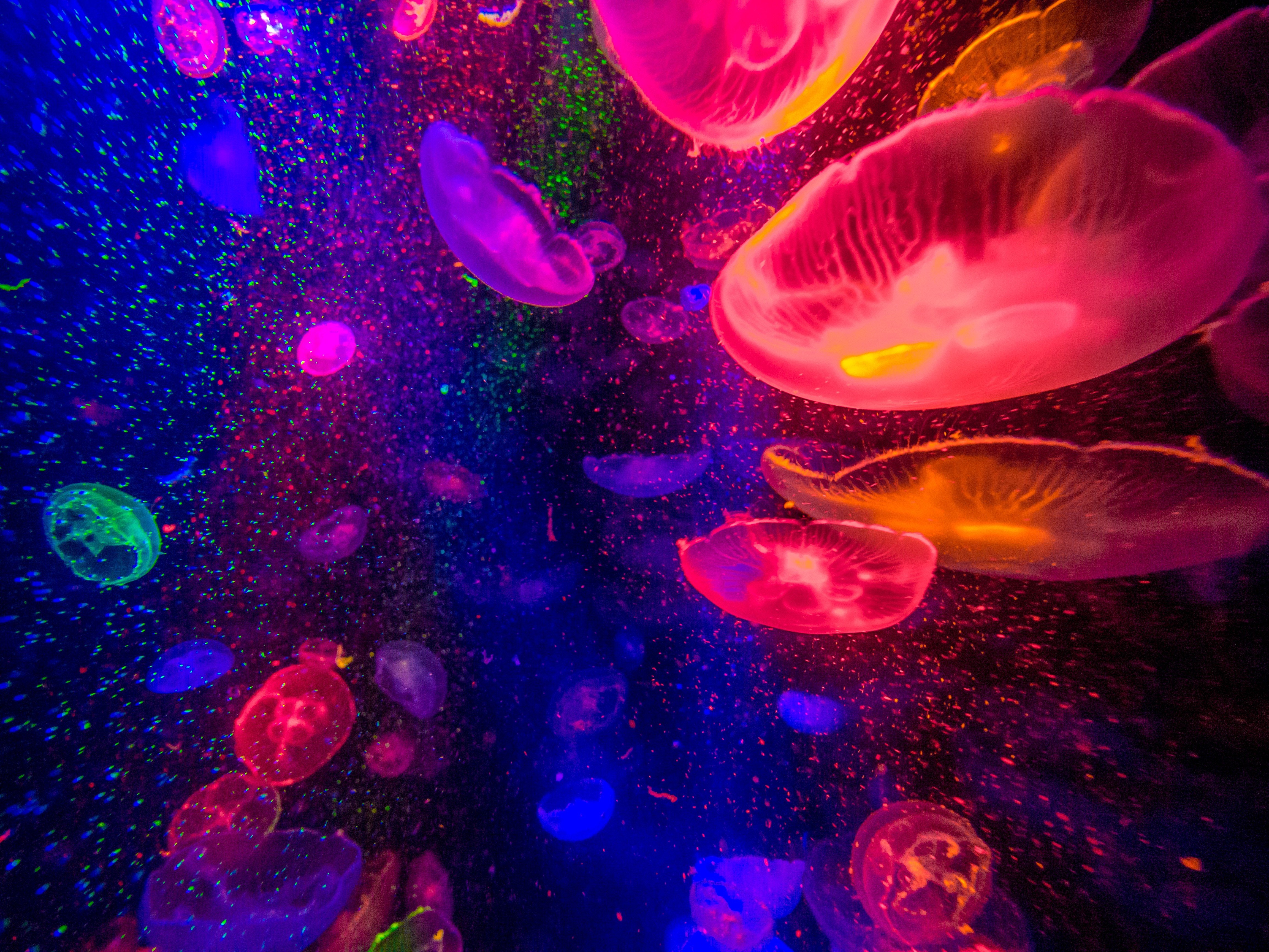 jellyfish Wallpaper
