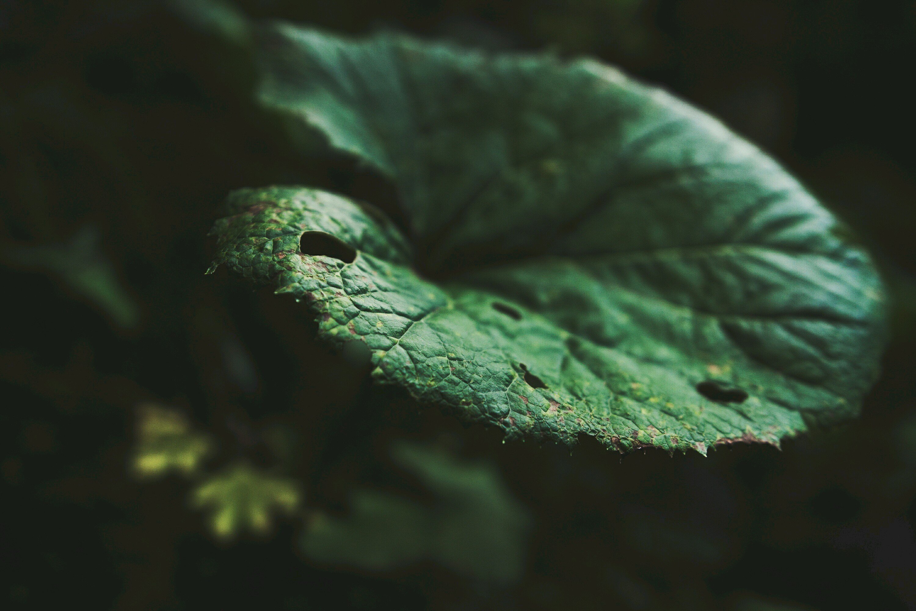 photography Wallpaper