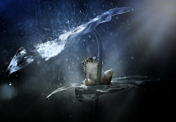 water, Frog HD Wallpaper Desktop Background