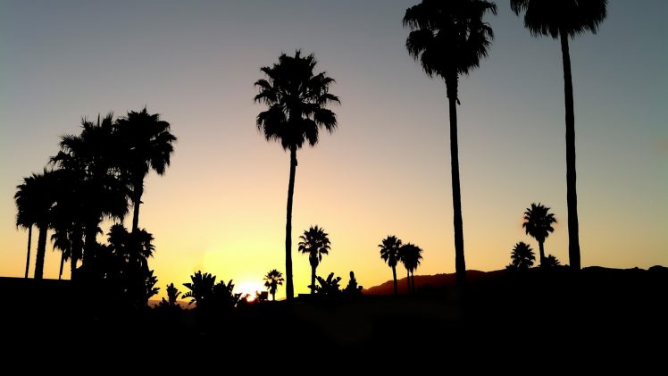 palm trees, Sun HD Wallpaper Desktop Background