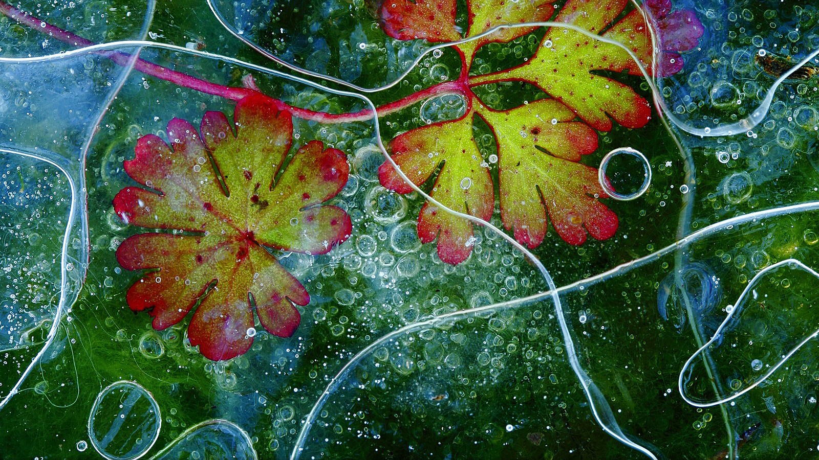 leaves, Frost Wallpaper