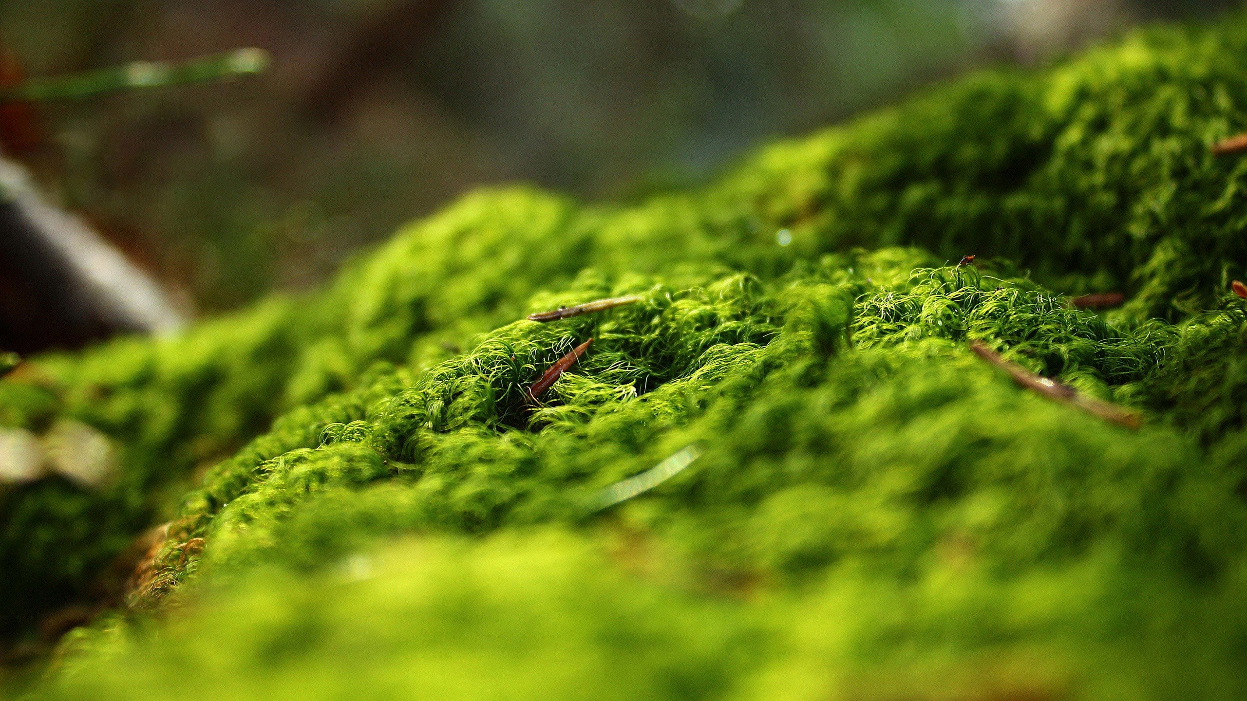 macro, Moss Wallpaper