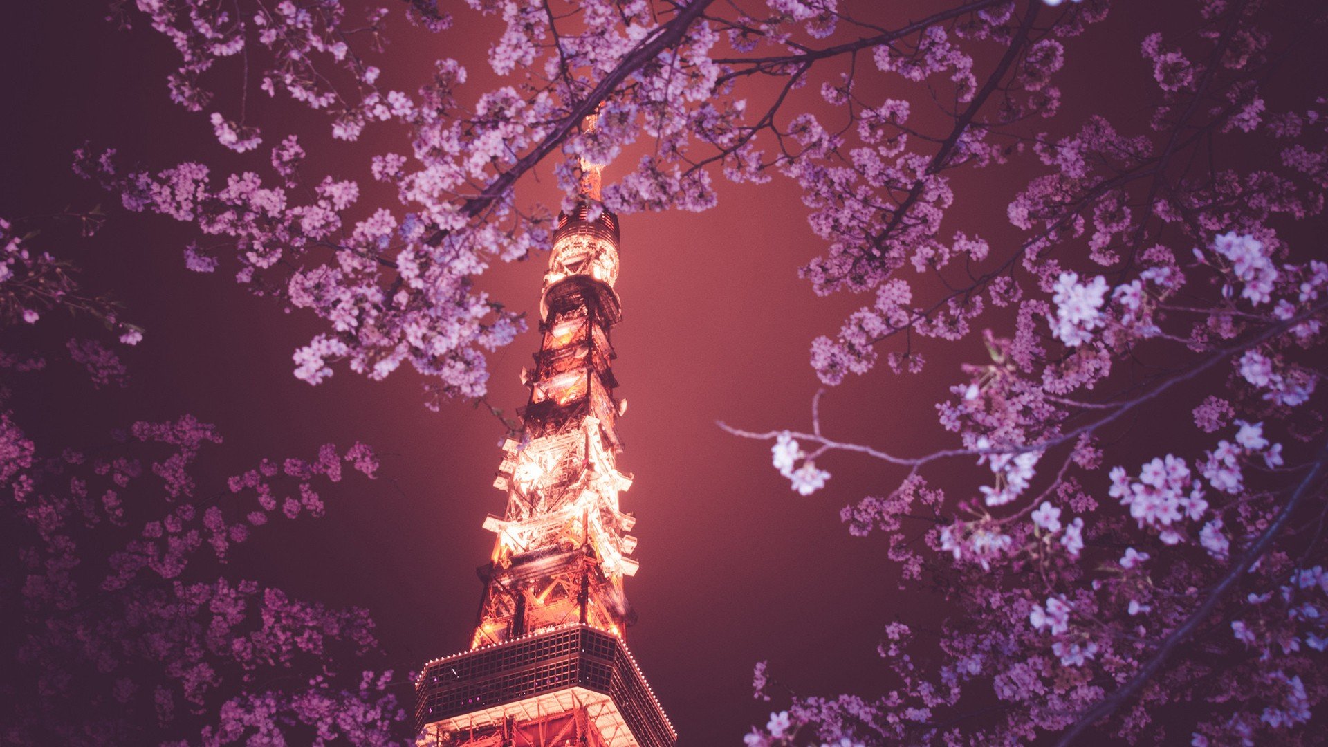 Japan, Tokyo Tower, Hanami Wallpaper