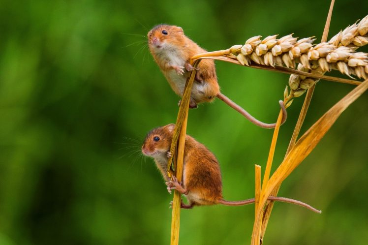 mice, Mammals, Macro HD Wallpaper Desktop Background
