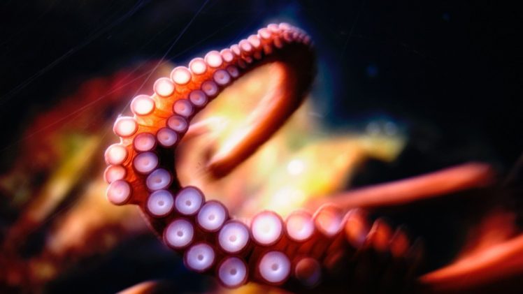 tentacles HD Wallpaper Desktop Background