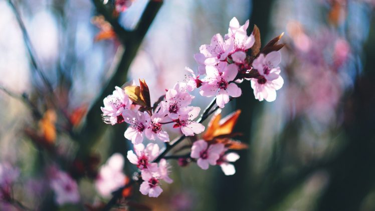 spring, Blossoms, Blossom, Trees HD Wallpaper Desktop Background