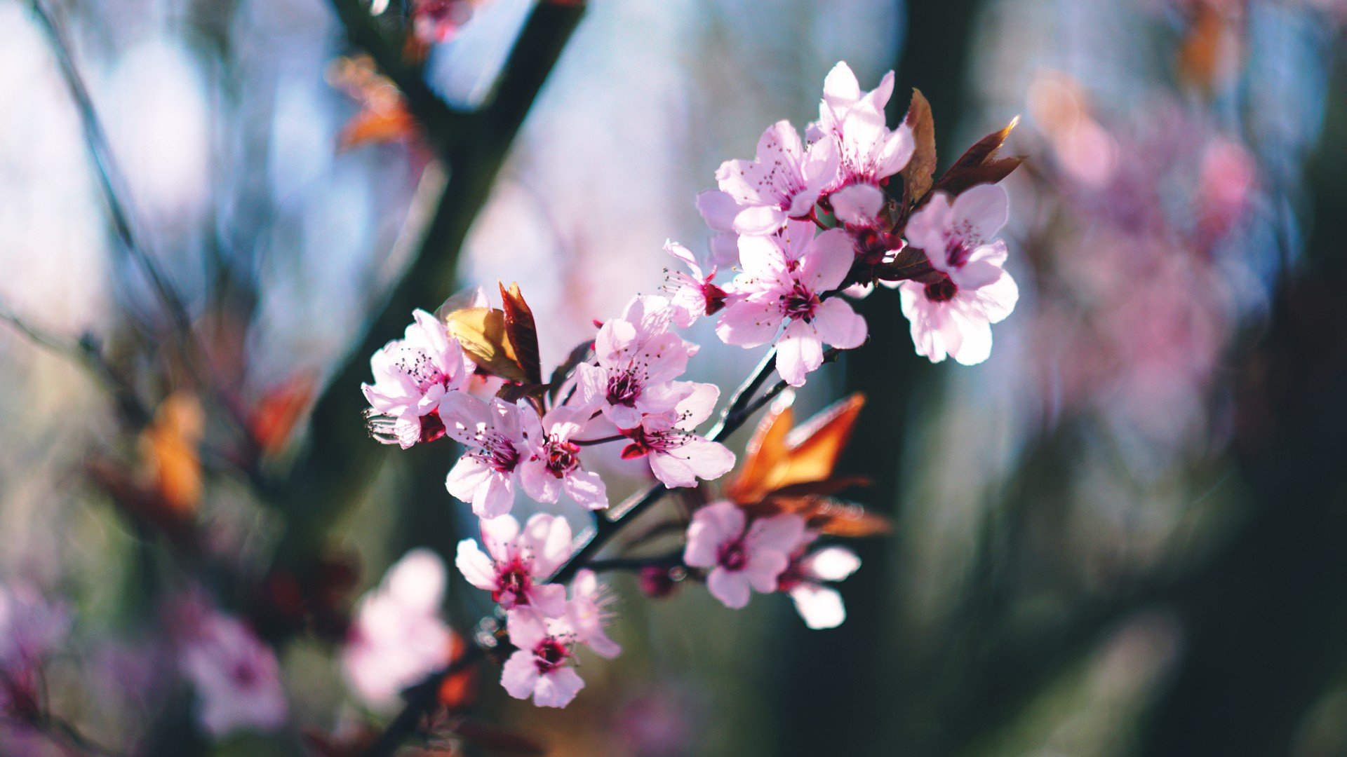 spring, Blossoms, Blossom, Trees Wallpaper