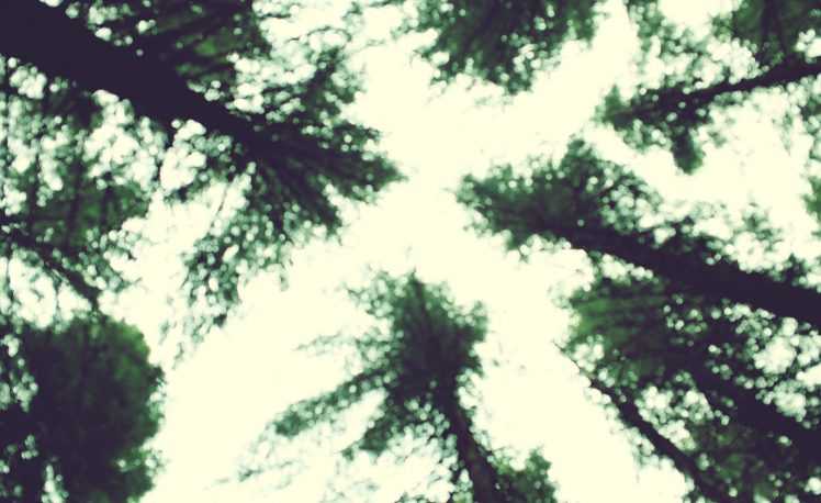 photography, Trees, Blurred HD Wallpaper Desktop Background