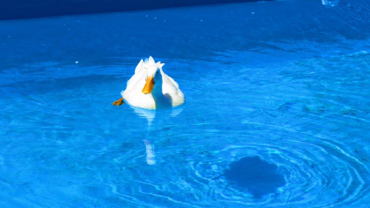 duck, Swimming, Swimming pool HD Wallpaper Desktop Background