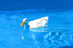 duck, Swimming, Swimming pool