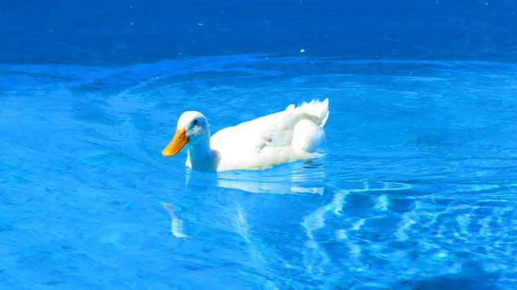 duck, Swimming, Swimming pool HD Wallpaper Desktop Background