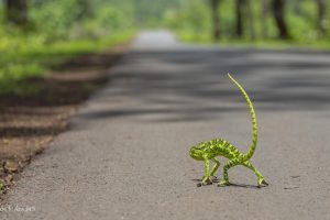 chameleons, Road