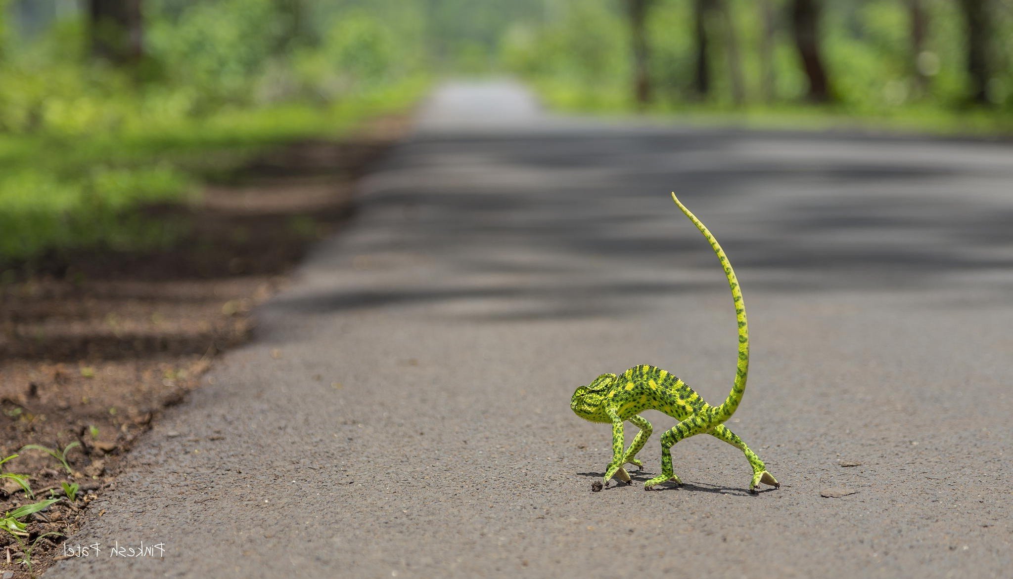 chameleons, Road Wallpaper