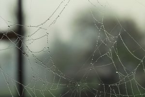 water drops, Spiderwebs