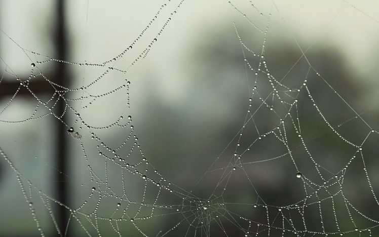 water drops, Spiderwebs HD Wallpaper Desktop Background