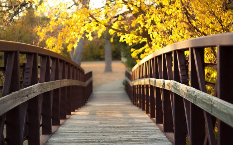 bridge, Wood, Trees, Leaves, River HD Wallpaper Desktop Background