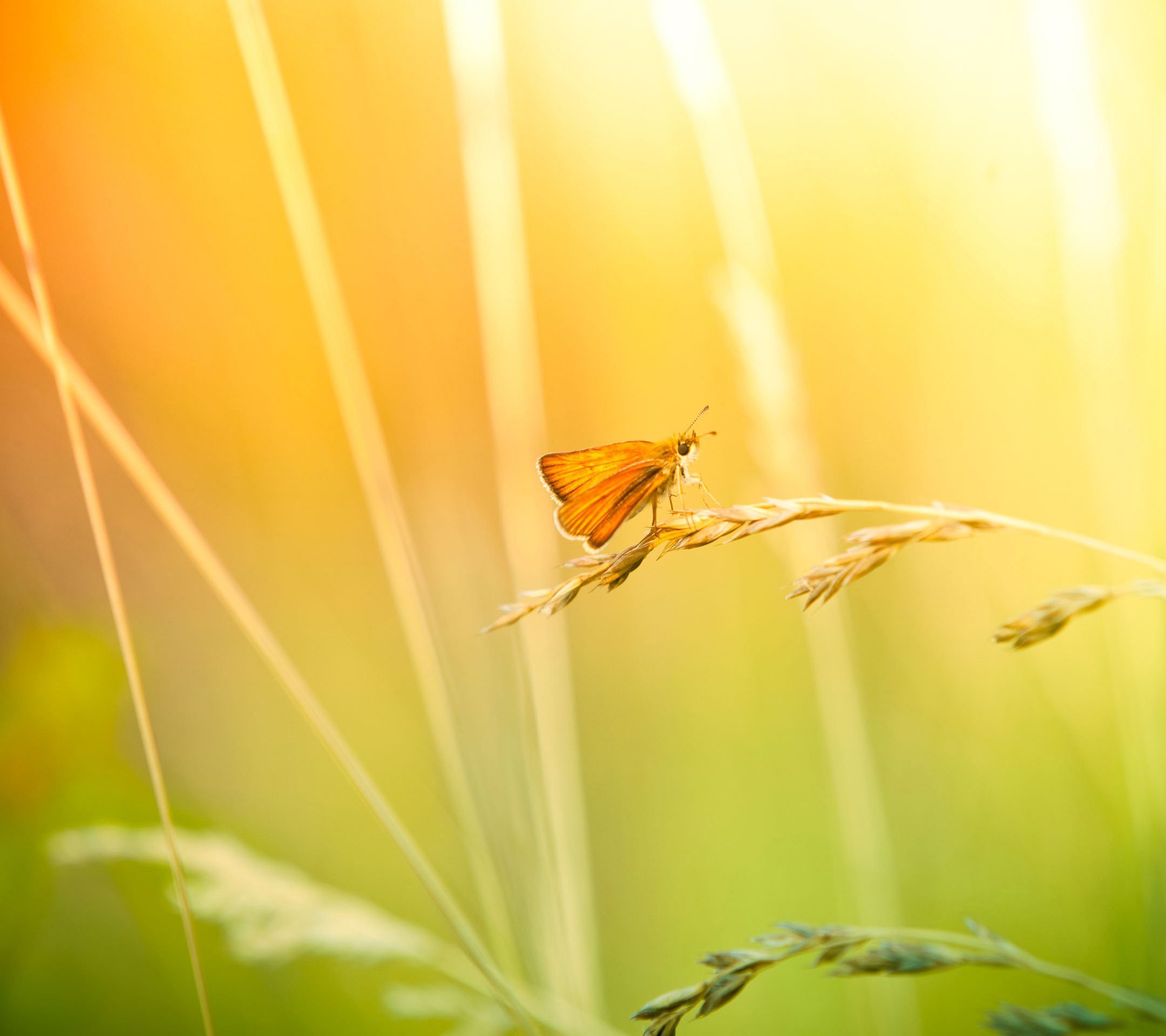 butterfly Wallpaper
