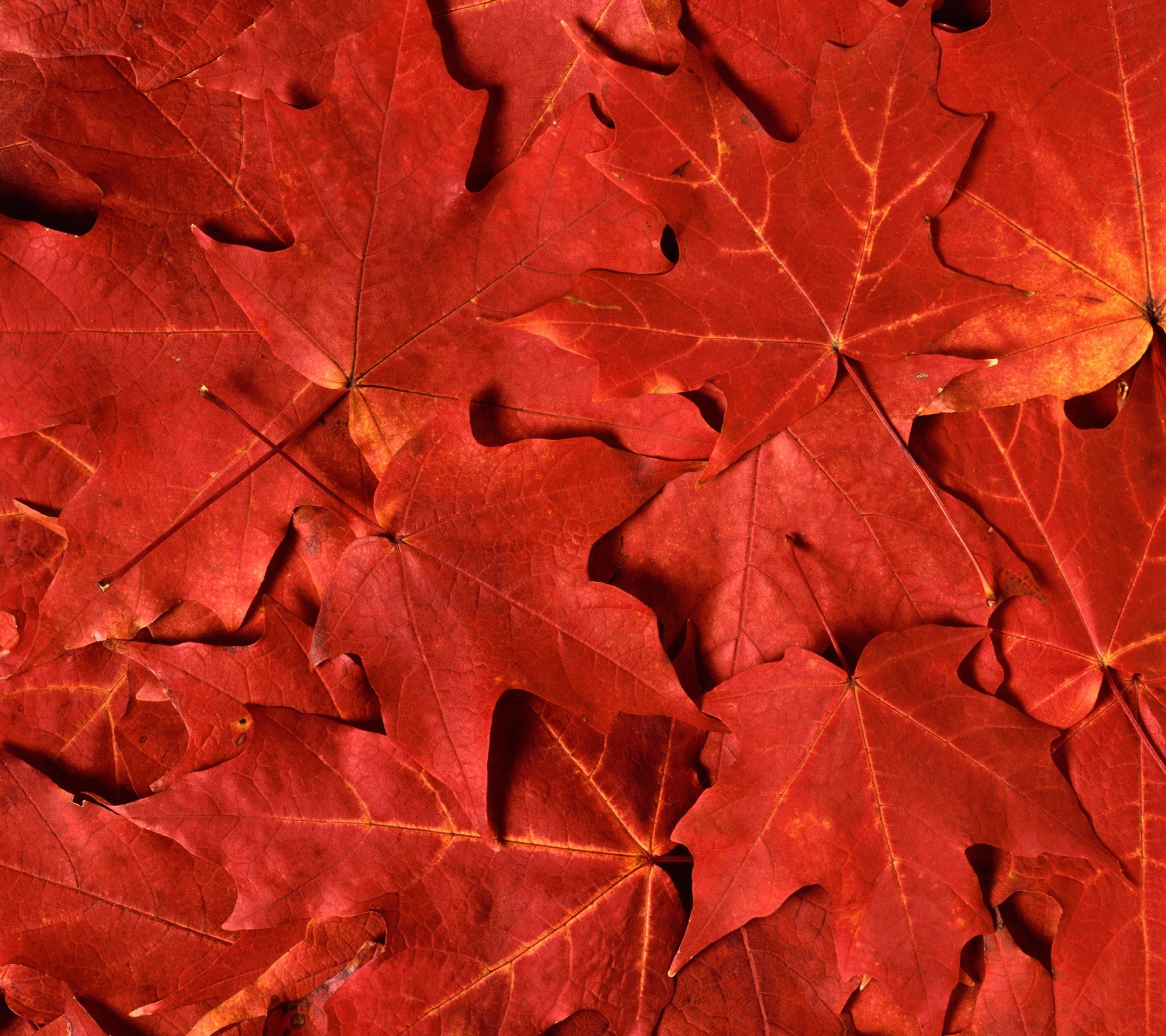 leaves Wallpaper
