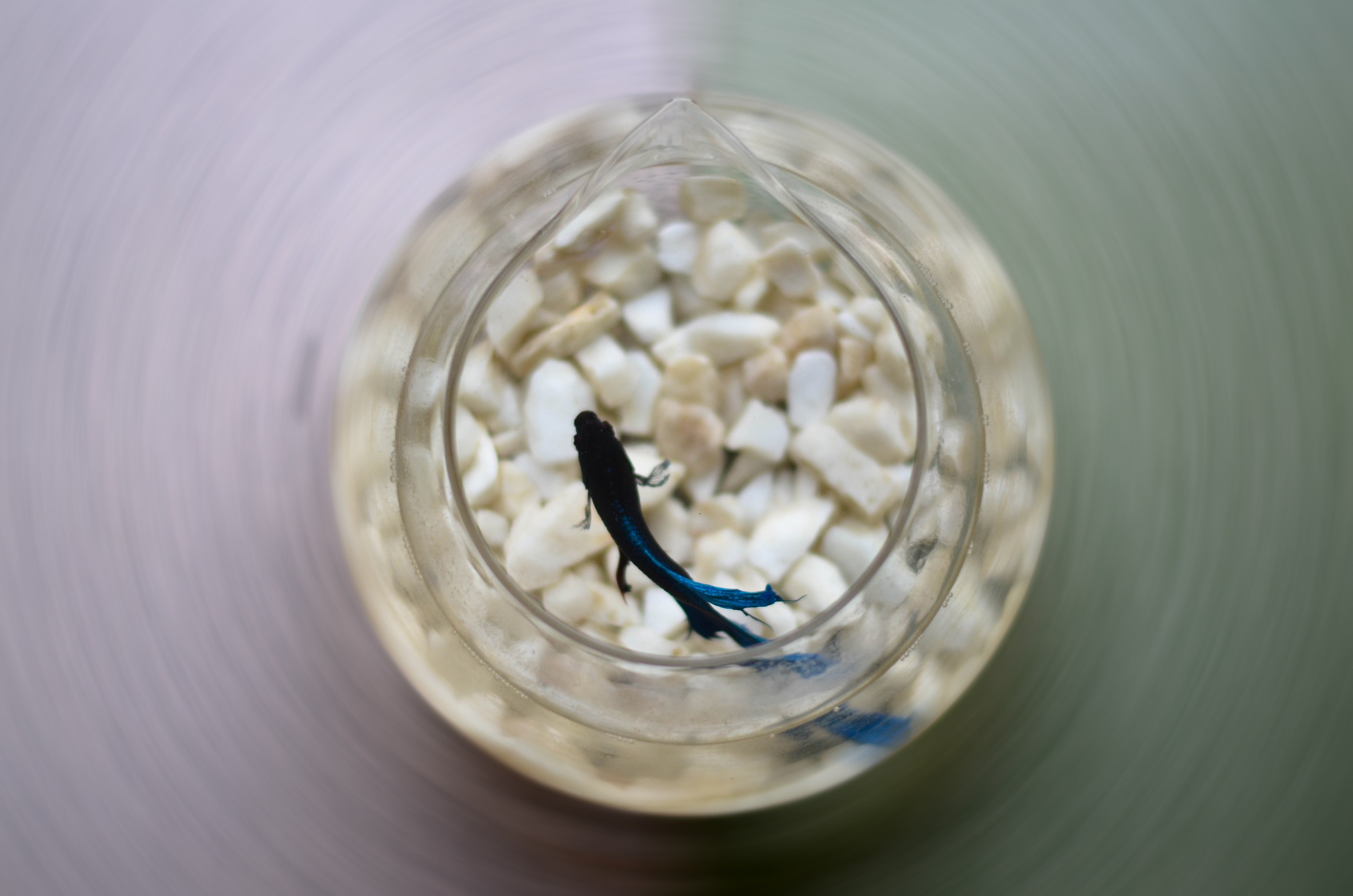 photography, Fish Wallpaper