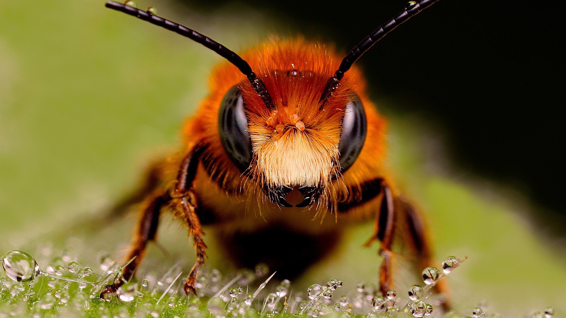 bees Wallpaper