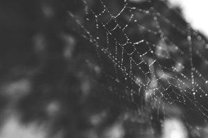 macro, Spiderwebs