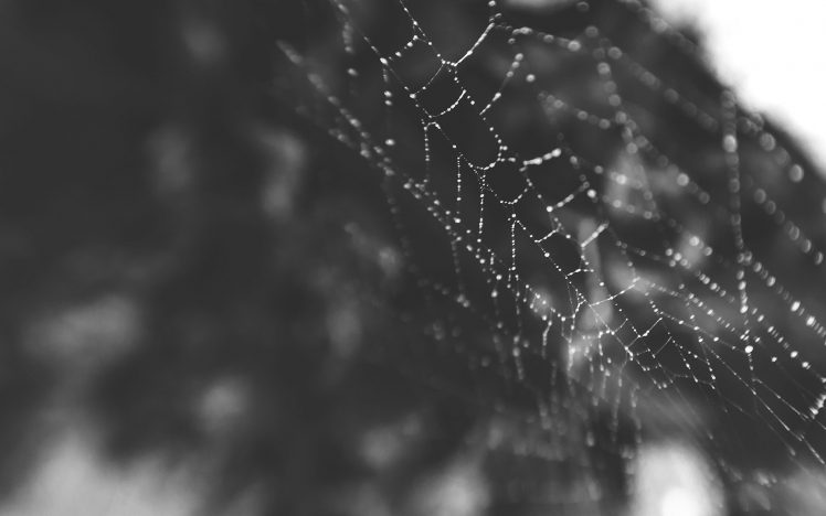 macro, Spiderwebs HD Wallpaper Desktop Background