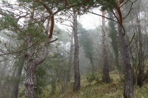 wood, Mist, Brume, Trees, Arbres, Bois, Brouillard, Forêts, Paysage, Arbre, Planted Tank