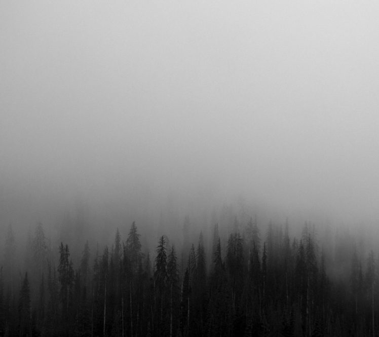 trees, Mist HD Wallpaper Desktop Background