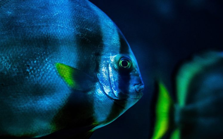 fish, Underwater, Macro HD Wallpaper Desktop Background
