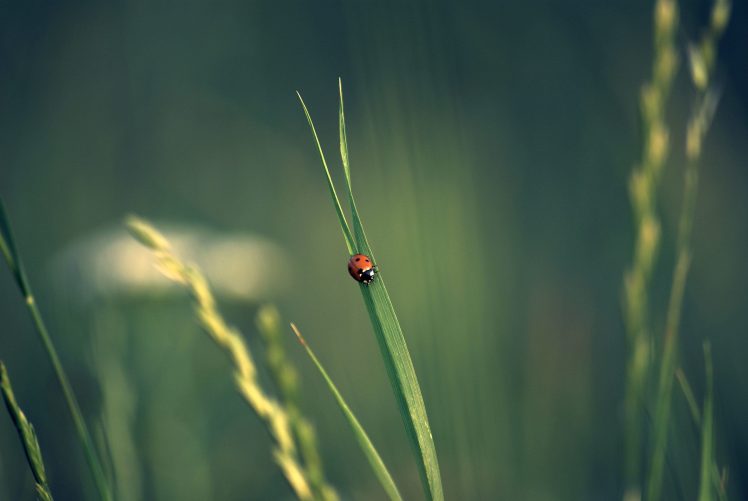 ladybugs HD Wallpaper Desktop Background