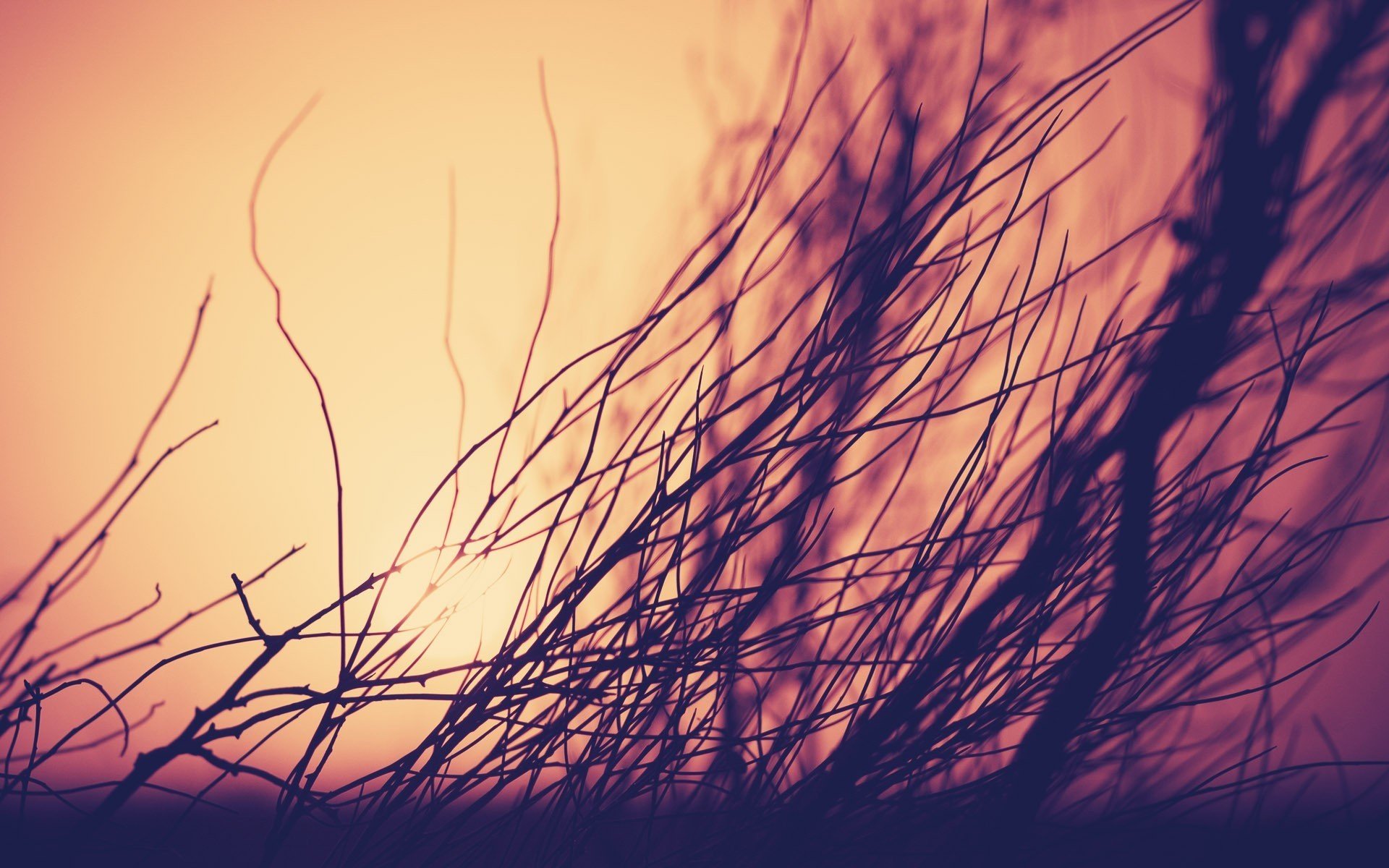 Sun Wallpaper