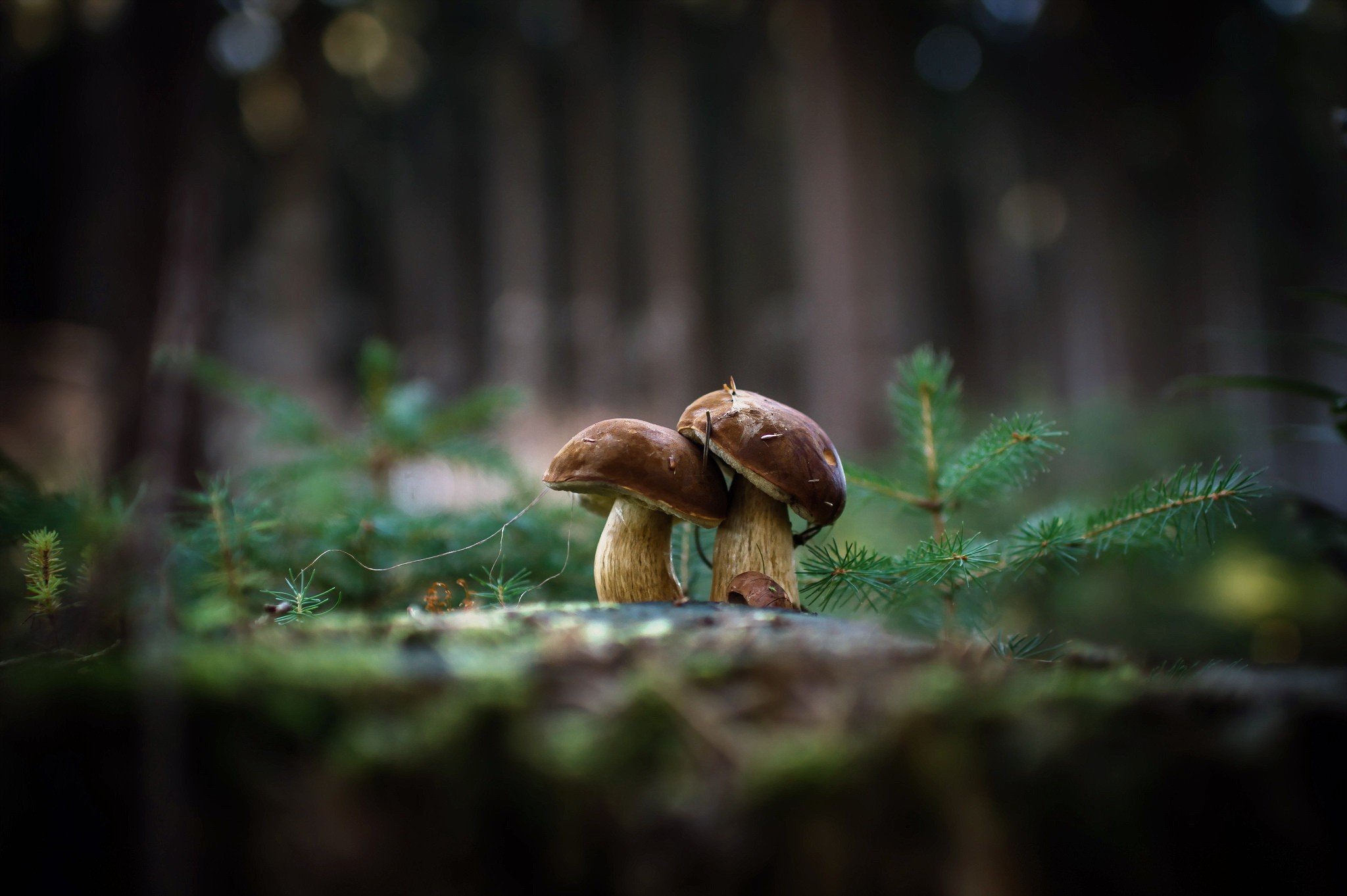 mushroom Wallpaper