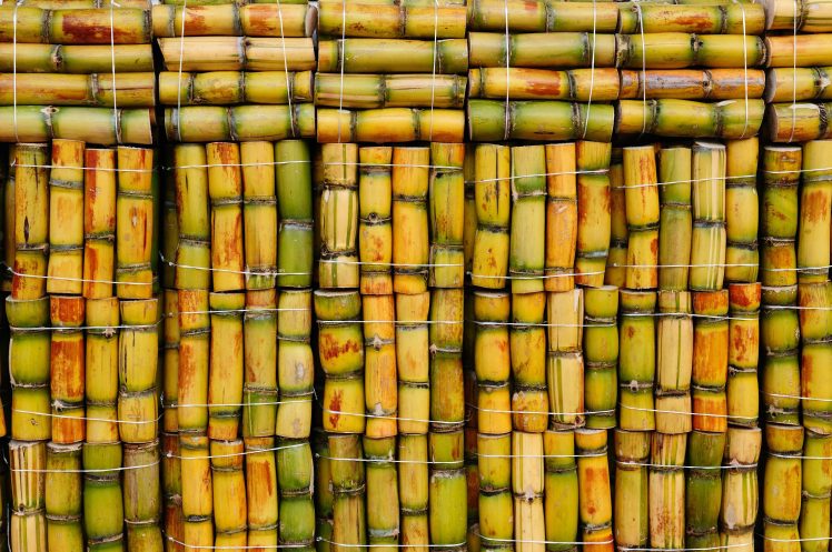 bamboo, Wood HD Wallpaper Desktop Background