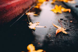 fall, Leaves, Maple leaves, On the floor