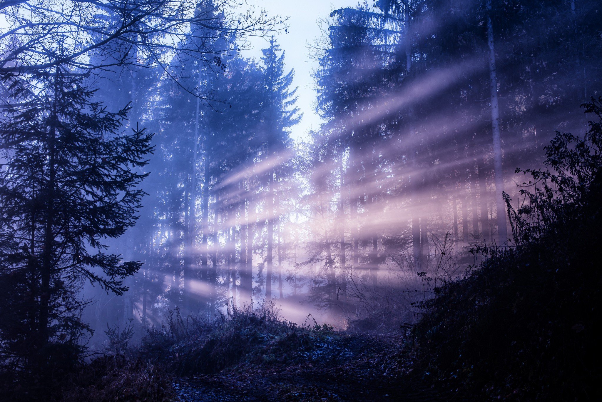 trees Wallpaper