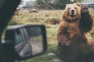 bears, Humor