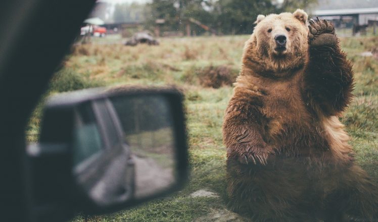 bears, Humor HD Wallpaper Desktop Background