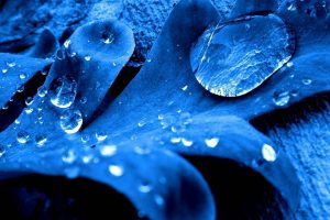 photography, Photo manipulation, Blue, Leaves, Water drops