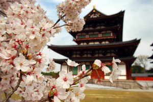 building, Closeup, Asian architecture, Cherry blossom
