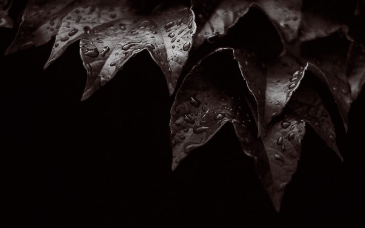 leaves, Water drops HD Wallpaper Desktop Background