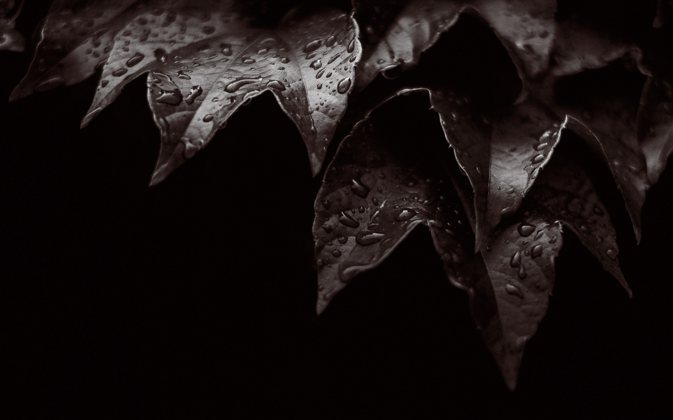 leaves, Water drops Wallpaper