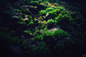 moss, Macro, Photography, Green