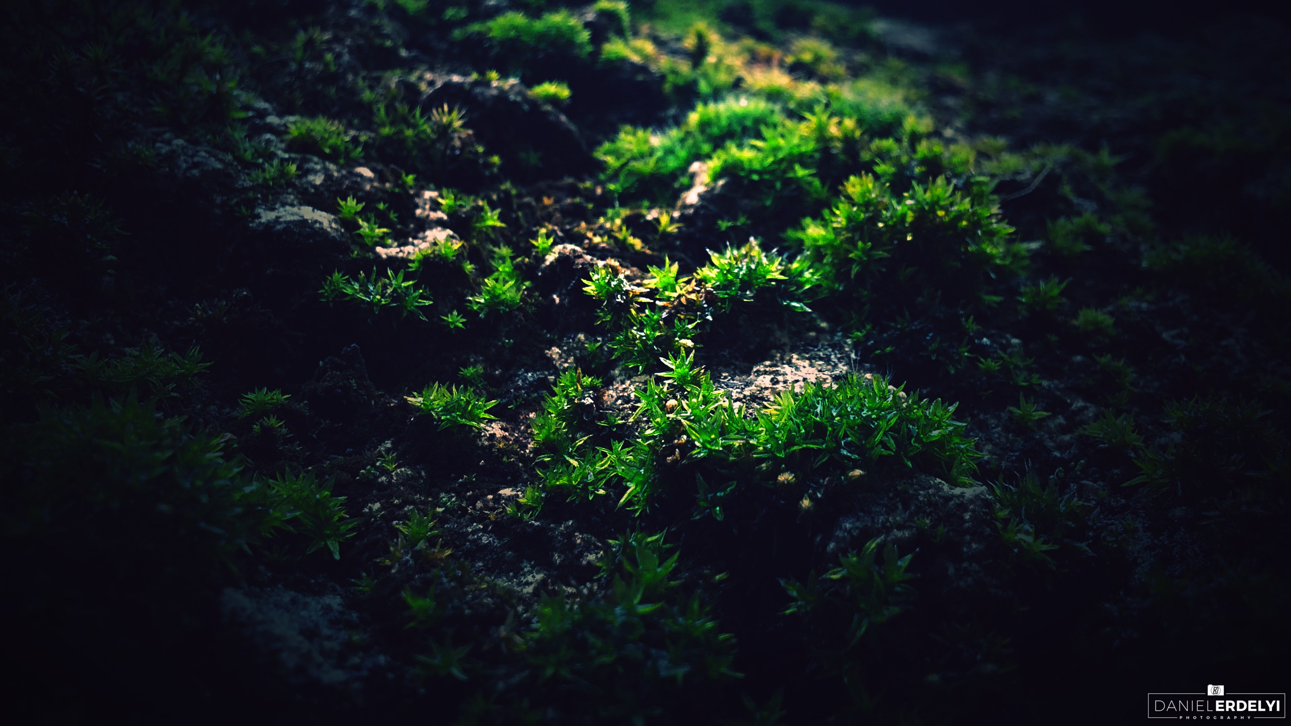 moss, Macro, Photography, Green Wallpaper