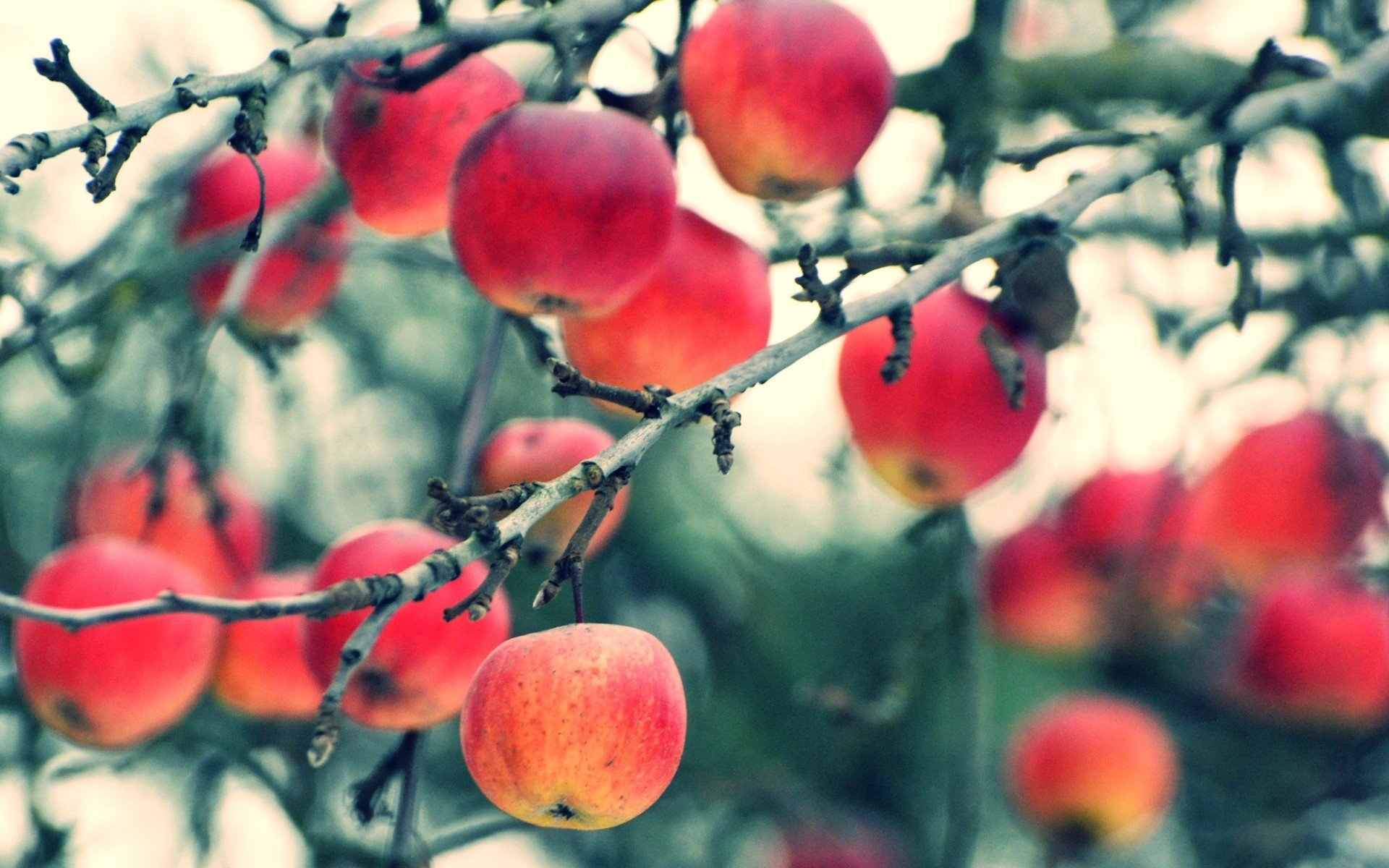 apples Wallpaper