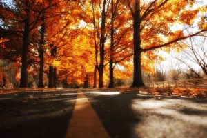 road, Fall, Trees