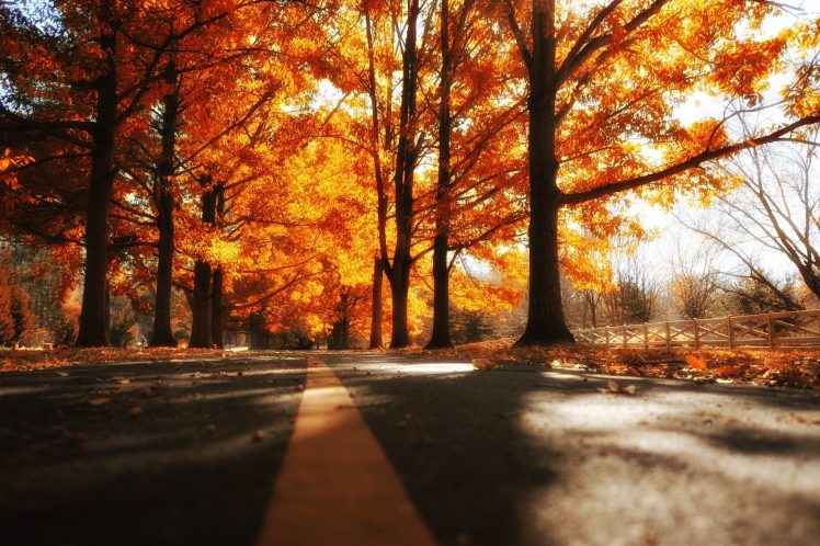 road, Fall, Trees HD Wallpaper Desktop Background