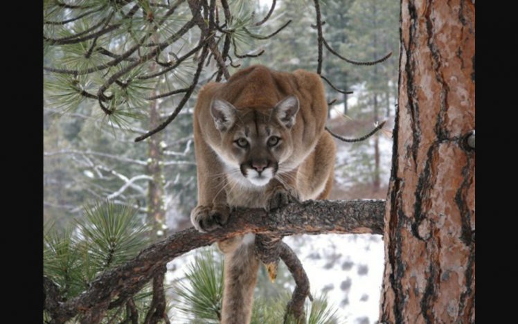 Cougar Wallpapers Hd Desktop And Mobile Backgrounds